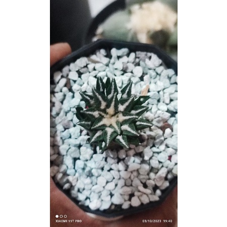 kaktus Ariocarpus kotschoubeyanus