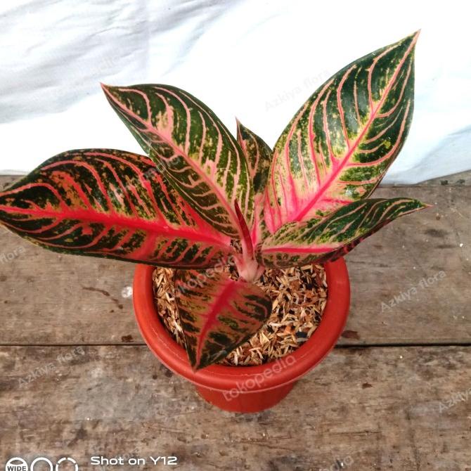 Aglonema Red Sumatra remaja