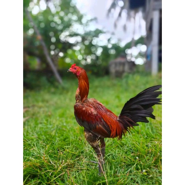 Pama ninja (Messi jr) telur fertil