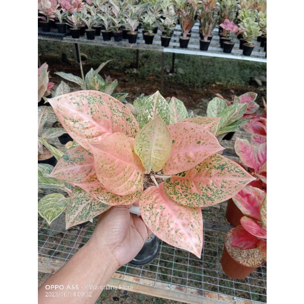 PROMO AGLONEMA  Aglaonema Stardust Orange