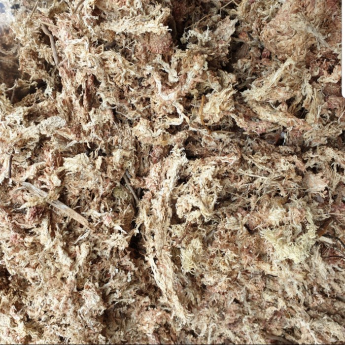 media tanam SPAGNUM MOSS Chile / SPAGNUM MOSS Chile 450 gram