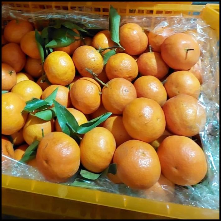 

DISKON BUAH JERUK SANTANG ORANGE DONGFENG ISI 7 KG/ JERUK IMPORT FRESH/ KADO !!!!!!