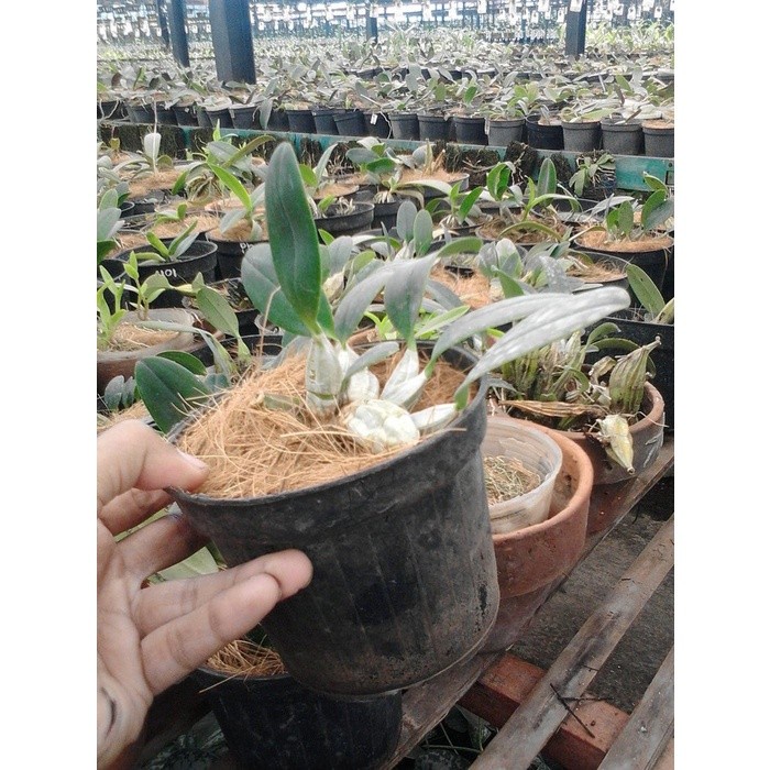 [Handuk] Populer (Dewasa) Anggrek Dendrobium Agregatum Dewasa Kwalitas [Import]