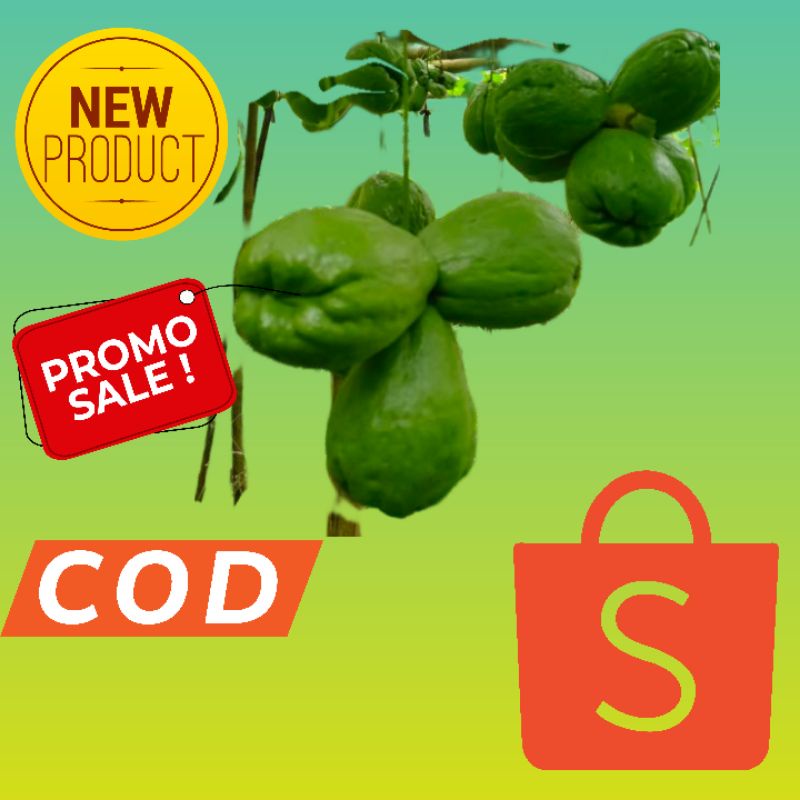 bibit labu siam anggur