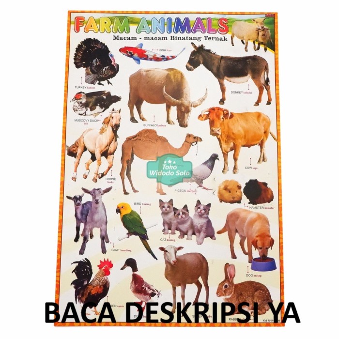 

Poster Edukasi Hewan Ternak 35x50cm Ecer Per 1 Lembar