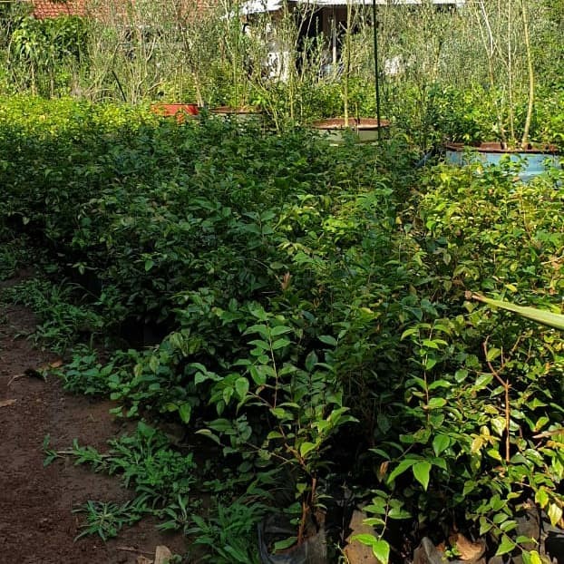 JABOTICABA PRECO OR ANGGUR BRAZIL GENJAH HYBRID