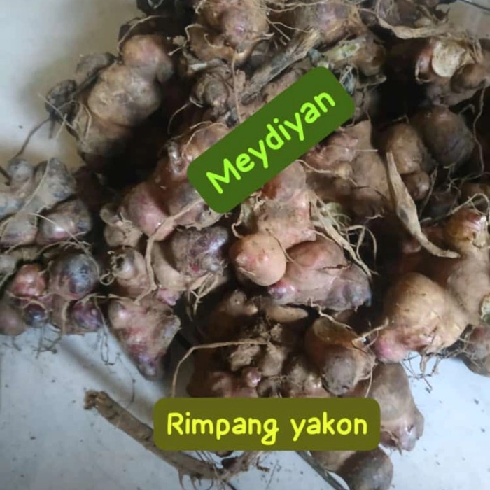 Promo Rimpang Bibit Tanaman Yakon Asli Langka 250 Gram Terbaru