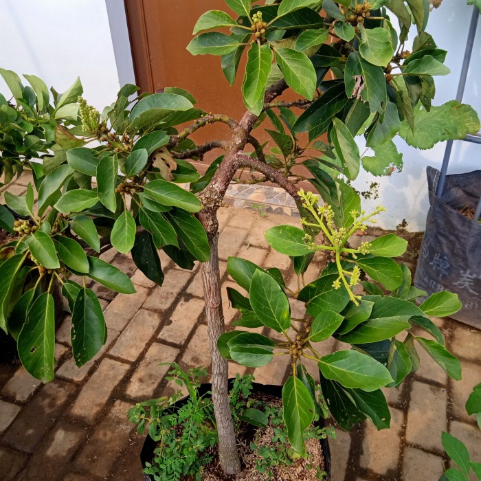 BIBIT TANAMAN ALPUKAT SUBANG KELUD TINGGI 1 M BERBUNGA SIAP BERBUAH