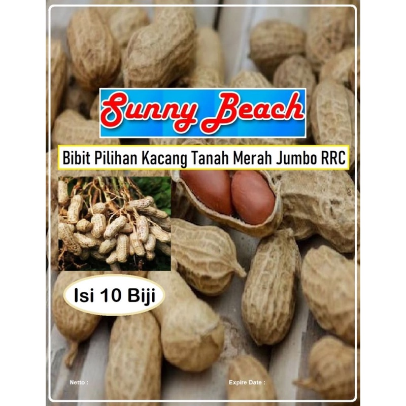 Bibit Pilihan Kacang Tanah Merah Jumbo RRC | Benih Kacang Tanah Jumbo