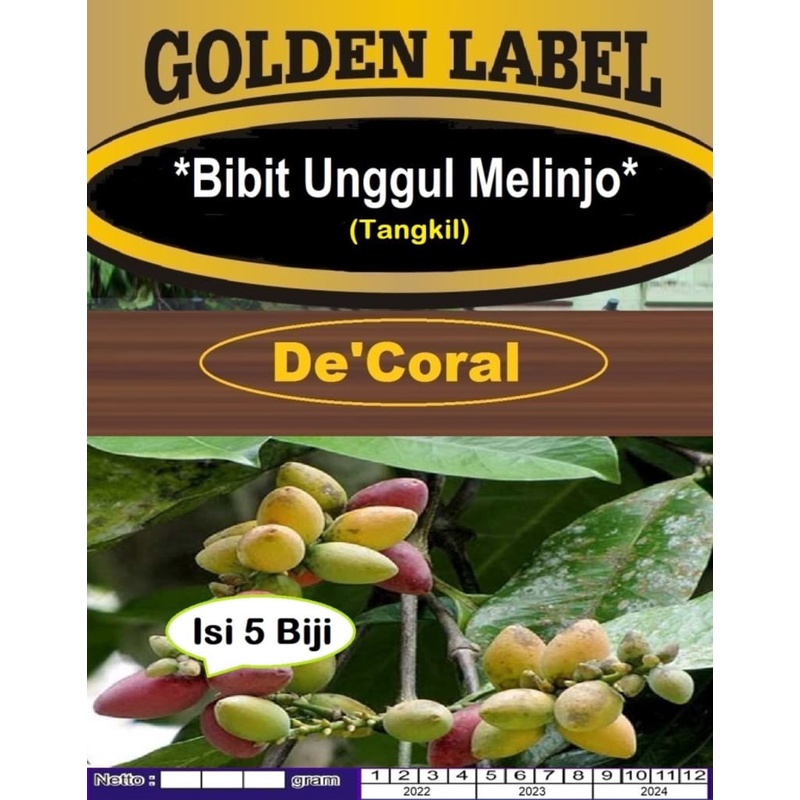 Bibit Unggul Melinjo|Tangkil| Benih Buah Melinjo|Biji Bibit Melinjo