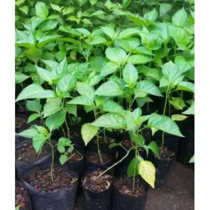 Pohon Cabe Rawit Putih Pedas Kualitas Unggul | Cabe Rawit