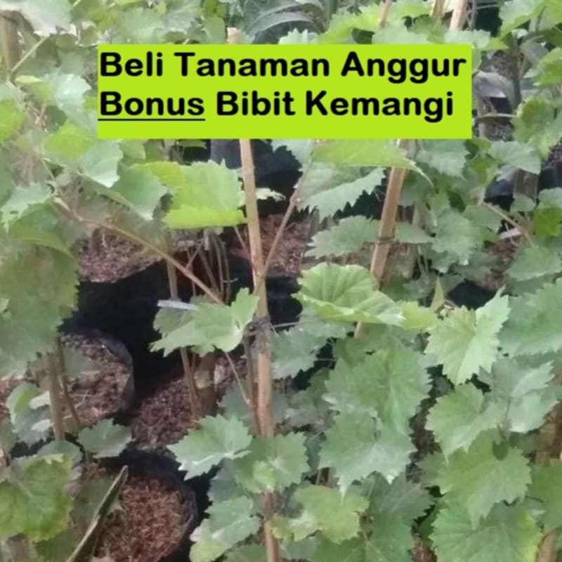Tanaman Anggur | Tanaman Anggur rambat