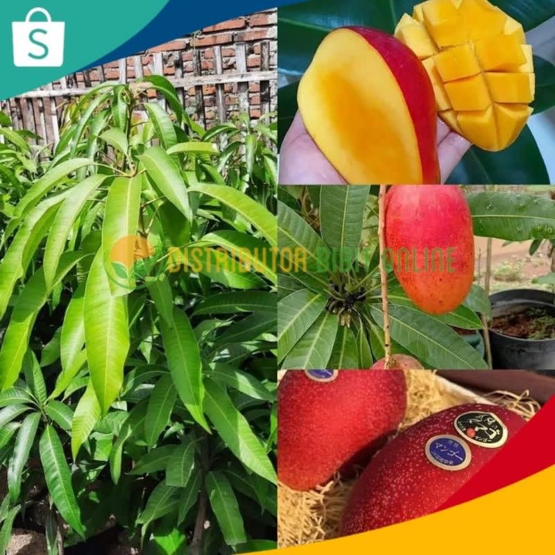 Bibit Tanaman Mangga Miyazaki Tinggi 1 Meter Up Cepat Berbunga