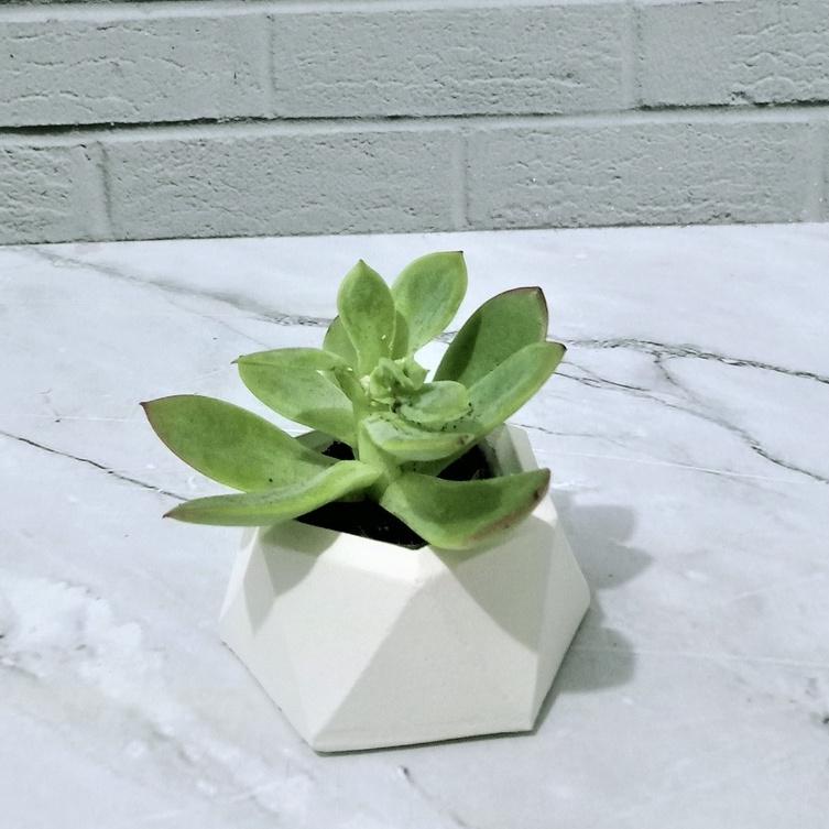 POT DIAMOND + SUKULEN KAKTUS MINI / POT + EDELWEIS