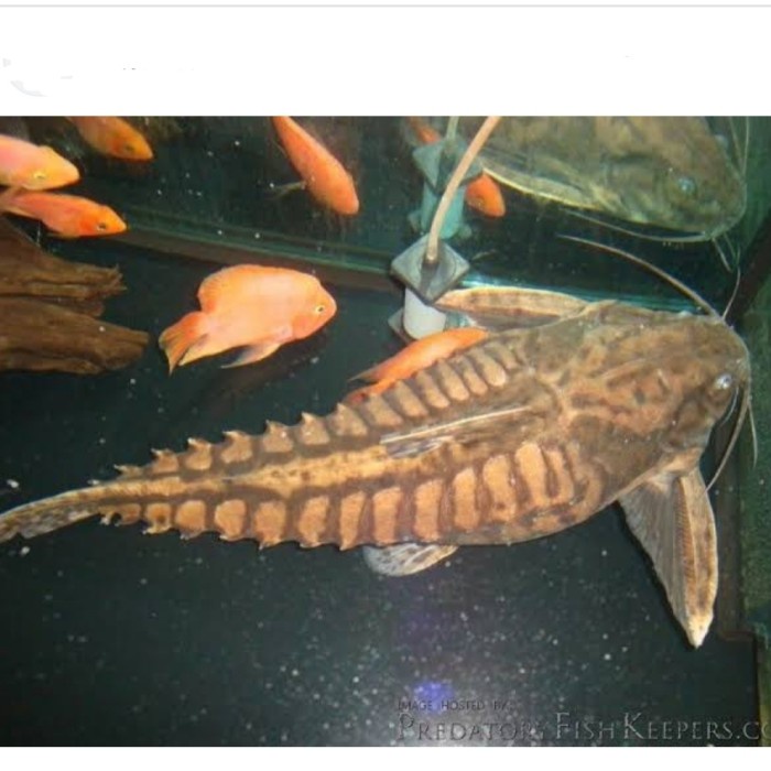 [New Ori] Irwini Catfish Terbaru