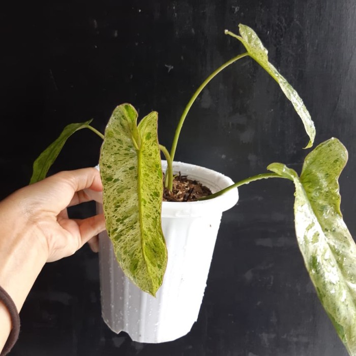 ✅Ready Paraiso Verde Philodendron Varigata Berkualitas