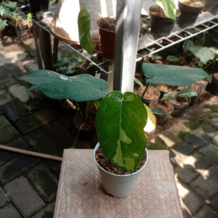 ✨Baru Syngonium Chiapense Variegata Promo Bisa Sameday