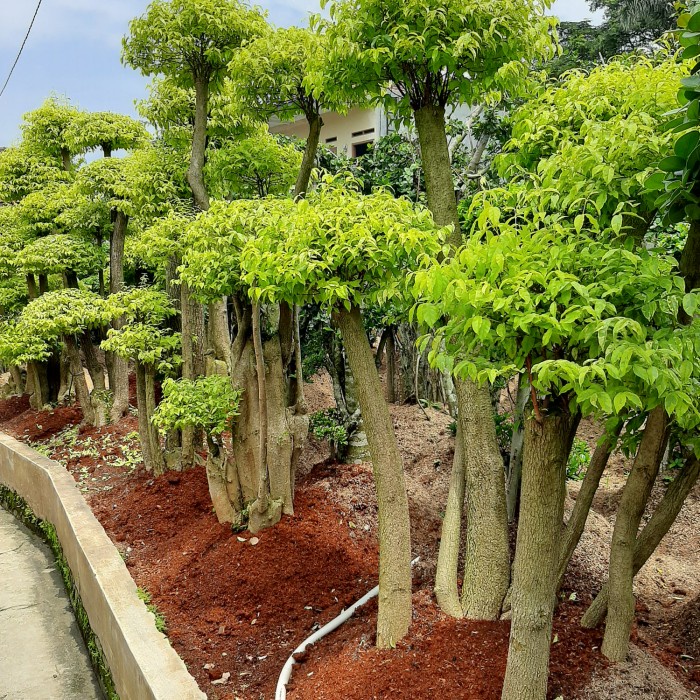 ✨Ori Pohon Anting Putri Ukuran Besar Terbaru