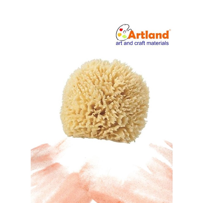 

[ Belaarts_12 ] Sponge Coarse 4 -4.5In C445 Pengiriman Cepat