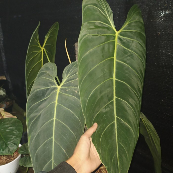 [New Ori] Philodendron Melanochrysum 5Daun Besar Berkualitas