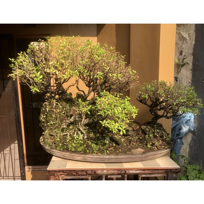 [New Ori] Bonsai Seribu Bintang Panoramic Terbaru