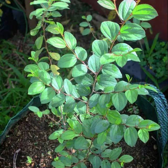 Daun Bidara //Bibit Pohon Bidara, Tanaman bidara