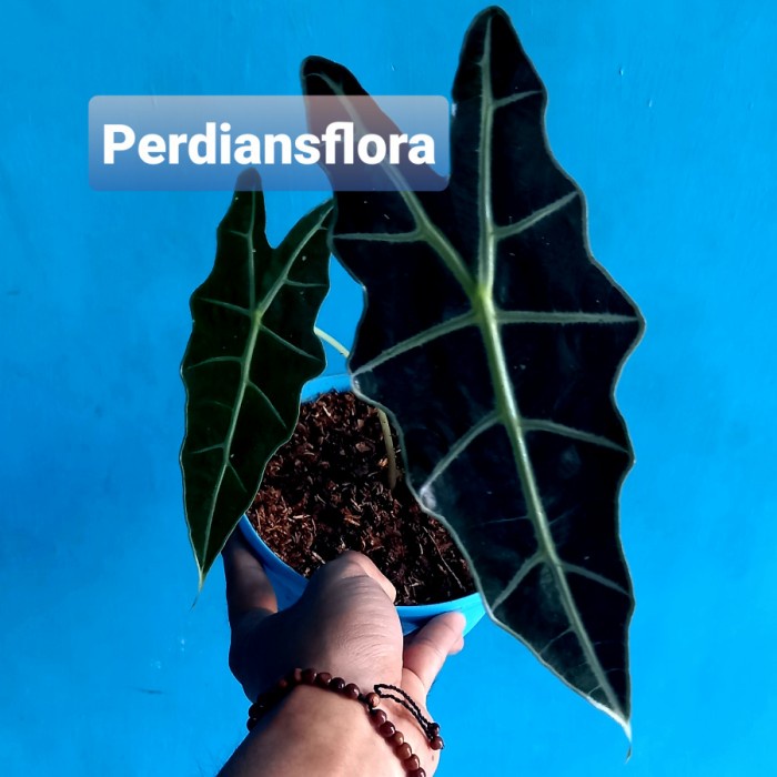 TANAMAN HIAS CALADIUM AMAZON/BIBIT KLADI AMAZON