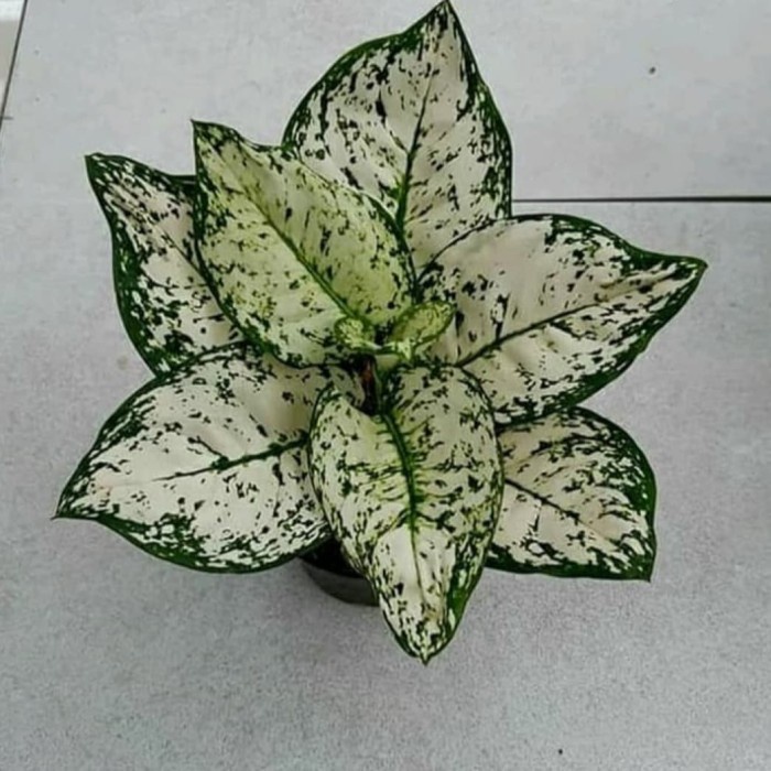 TANAMAN HIAS AGLONEMA DUD WHITE - DUD WHITE AGLO