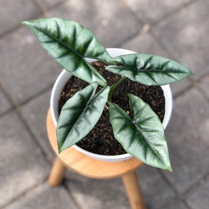 TANAMAN HIAS ALOCASIA REVERSE / ALOCASIA REVERSA