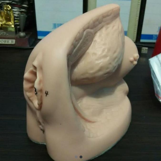 model kateter wanita/ manekin cateter perempuan/ torso kateter Diskon Besar