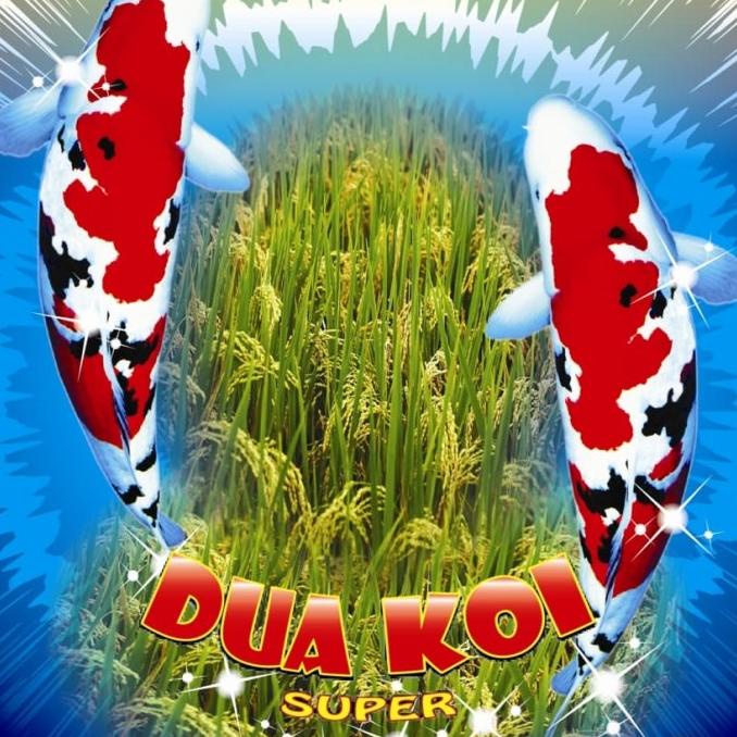 

:>:>:>:>] Beras Premium Dua Koi