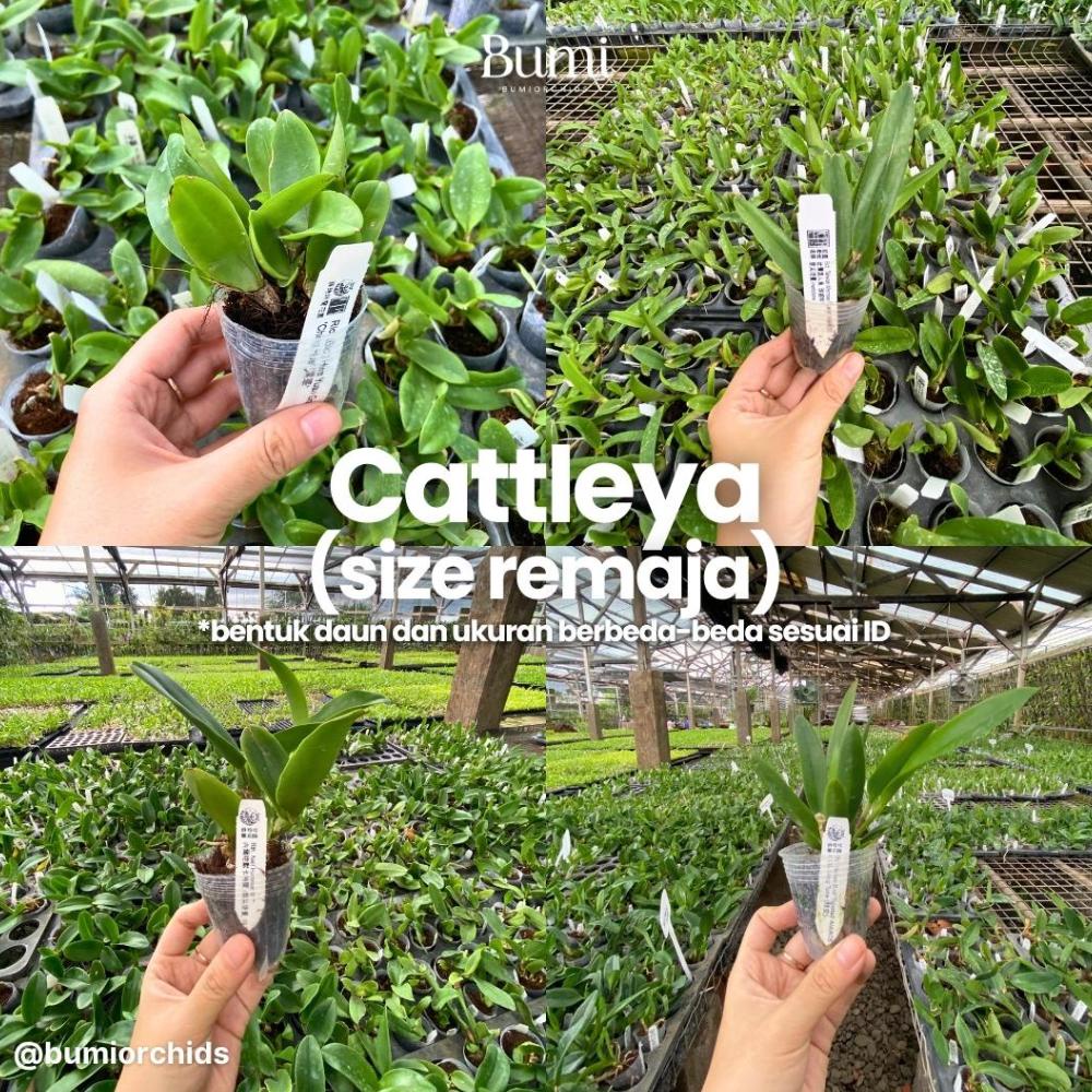Promo Anggrek Mini Doris CATTLEYA TAIWAN remaja / dewasa (sudah berbunga berkali-kali) - BUMI ORCHID