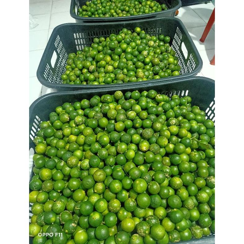 

BEST SELLER 1 KG ( SEDANG- BESAR ) SONKIT / JERUK KASTURI / KALAMANSI TETAP TRENDING DI SHOPEE