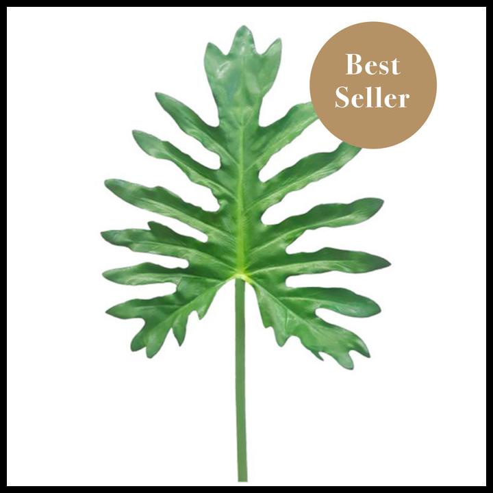 

DISKON DAUN PHILDENDRON FRESH PERIKAT ISI 10 !!!!!