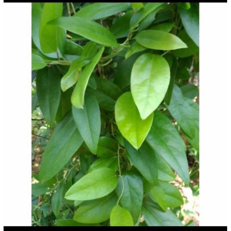 

Daun Cincau Jely 100Lembar