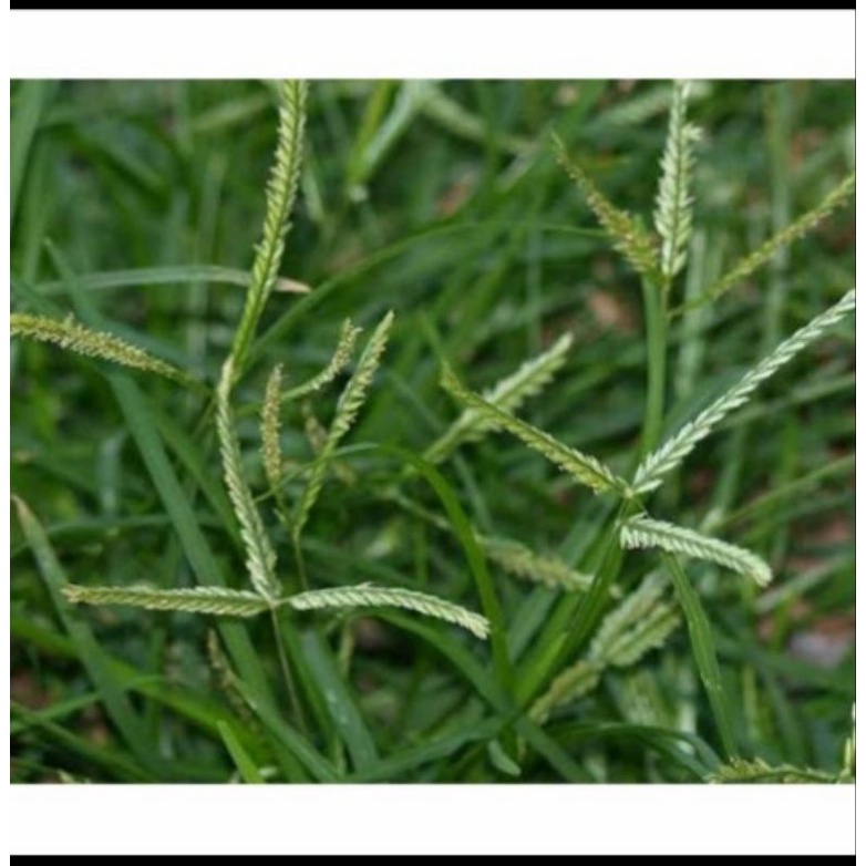 

Rumput Belulang Segar 250gr-Herbal alami