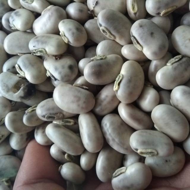 Kacang Koro Mentah Star