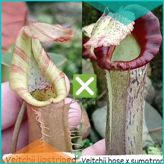 Bibit Nepenthes Veitchii Lipstriped x (Veitchii Hose x Sumatrana) 16no