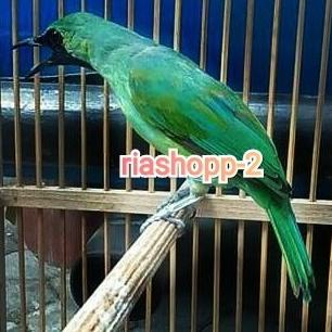 BURUNG CUCAK IJO BANYUWANGI ASLI SUARA BEBECIU MEWAH