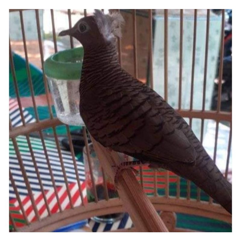 Perkutut Jambul Cemani