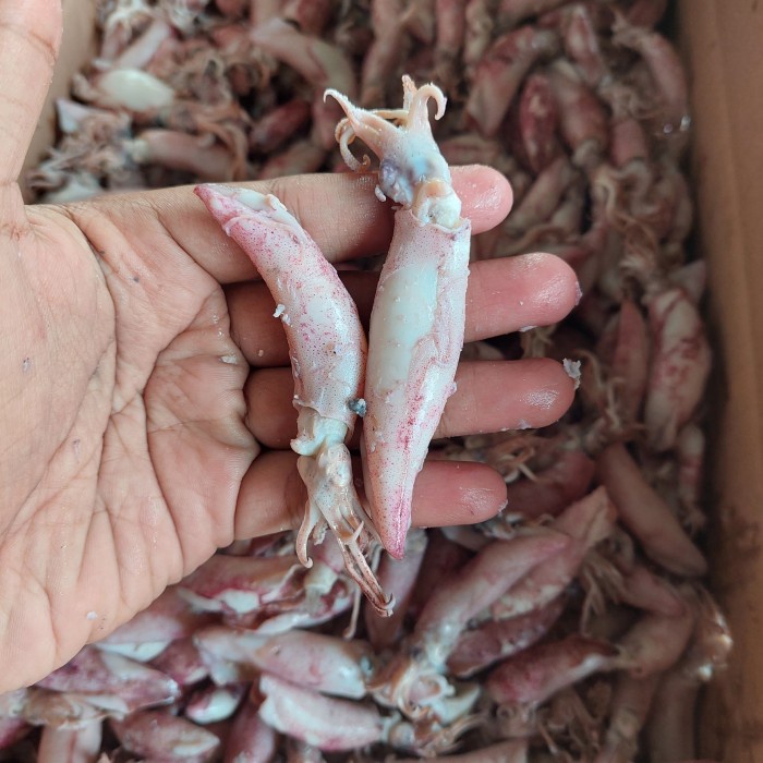 

Cumi Baby Asin Sedang 1Kg