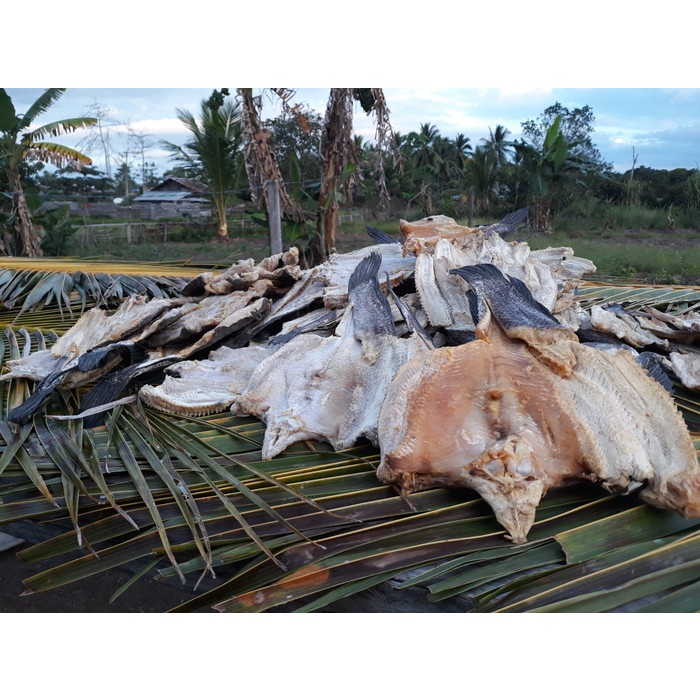 

Ikan Asin Gabus Rawa Original Papua