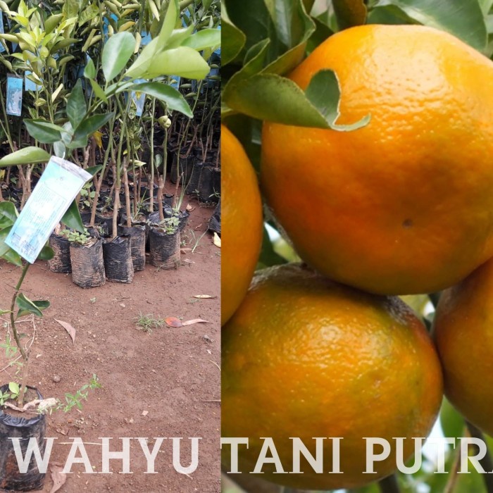 Bibit jeruk keprok tejakula unggul berkualitas dan bersertifikat -Terlaris