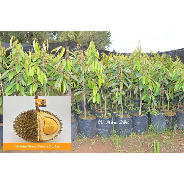 Bibit Durian Musang King Bibit Musang -Terlaris