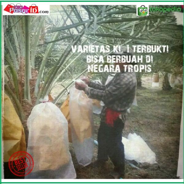 Benih Biji Kurma Kl1 Thailand - Kurma Hibrida