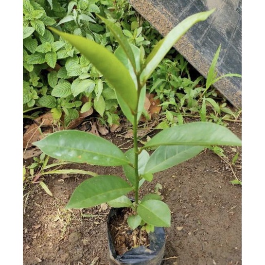 Bibit pohon buah buni/cepat berbuah buni tanaman buah langka FULL