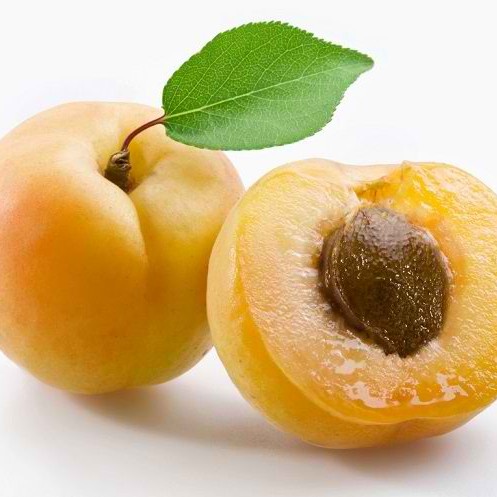 MXX Bibit tanaman buah aprikot