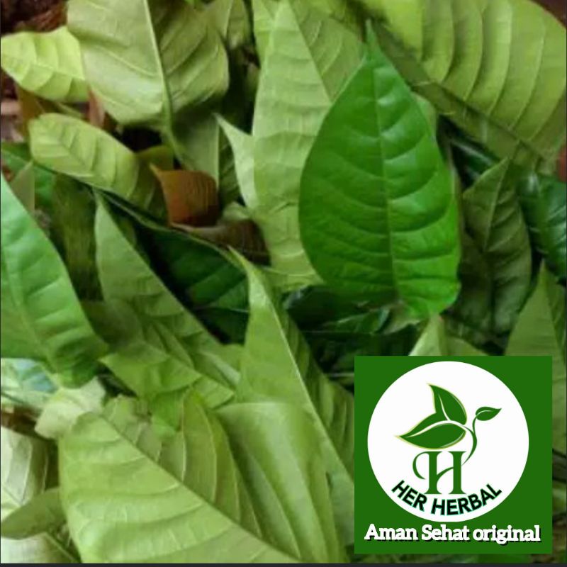 

Daun herbal kecapi segar fresh 1kg obat paru-paru