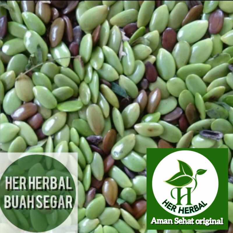 

Buah pete cina segar fresh siap di sayur dan di lalap