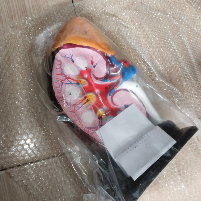 [COD] Model Ginjal Manusia / Torso Ginjal Berkualitas